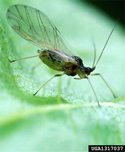Fig. 09A: Photograph of a green peach aphid adult.